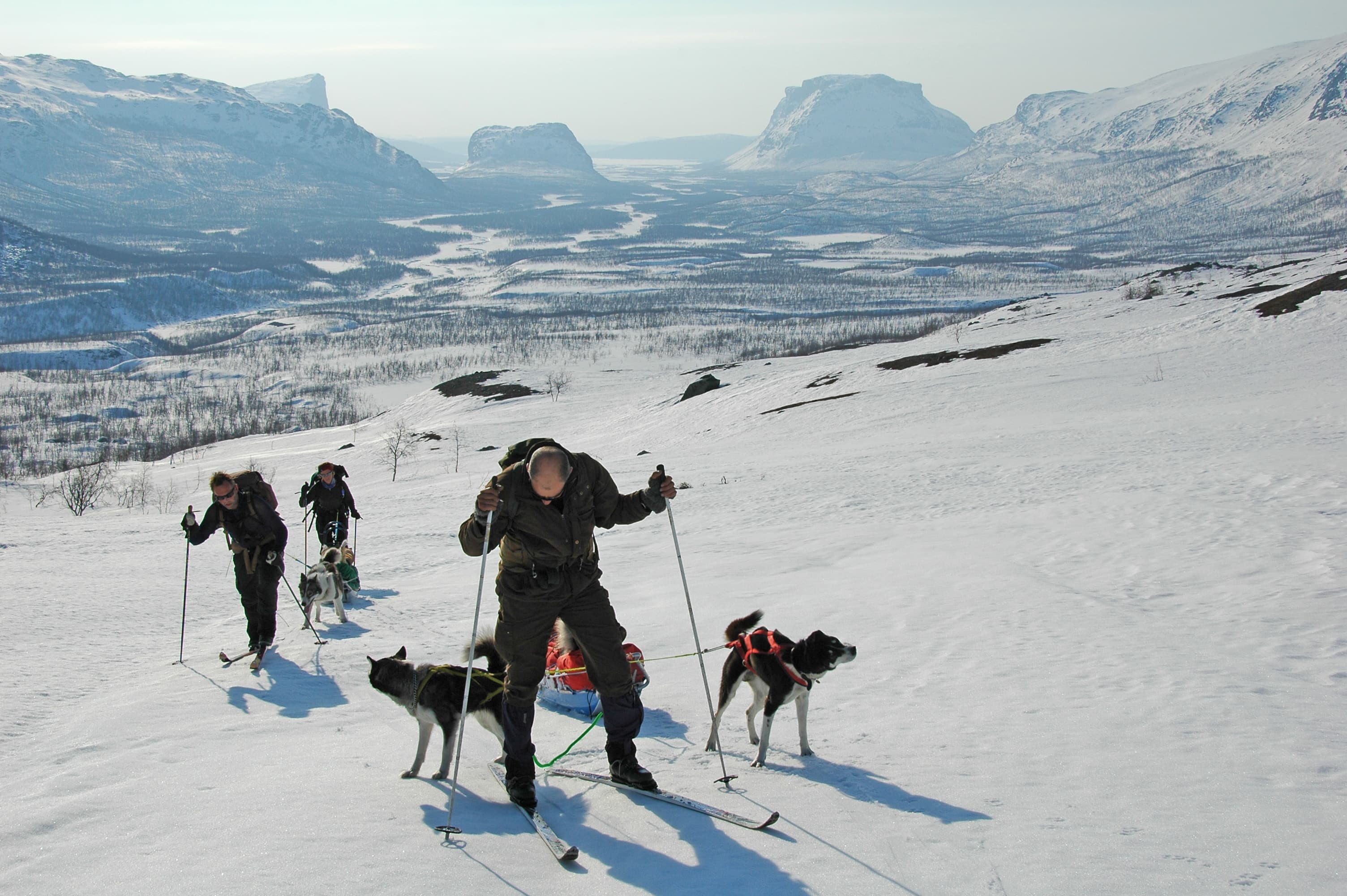 Sarek